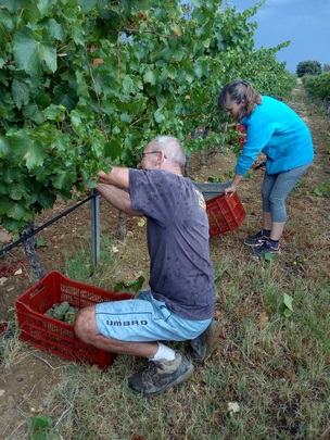 Domaine des Bragalous - Vendanges