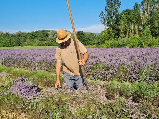 Lavandin du Serre de Valèze