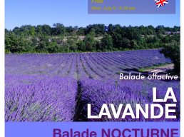 Les balades nocturnes - Les Lavandes