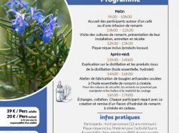 Journée découverte - Le romarin à Cinéole
