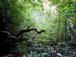 WI - LA PEAU DES ARBRES - CIE PERNETTE – 18 mai 2026