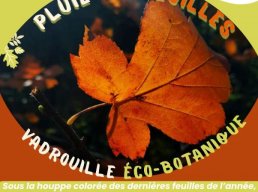 Pluie de feuilles - vadrouille éco-botanique