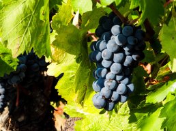 Balade Vigneronne au Domaine de Berguerolles