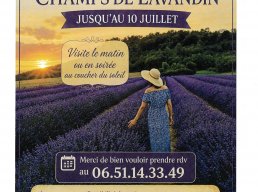 Visite des champs de lavandin 