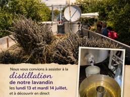 Distillation de Lavandin