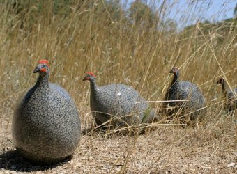 Les Céramiques de Lussan