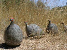 Les Céramiques de Lussan