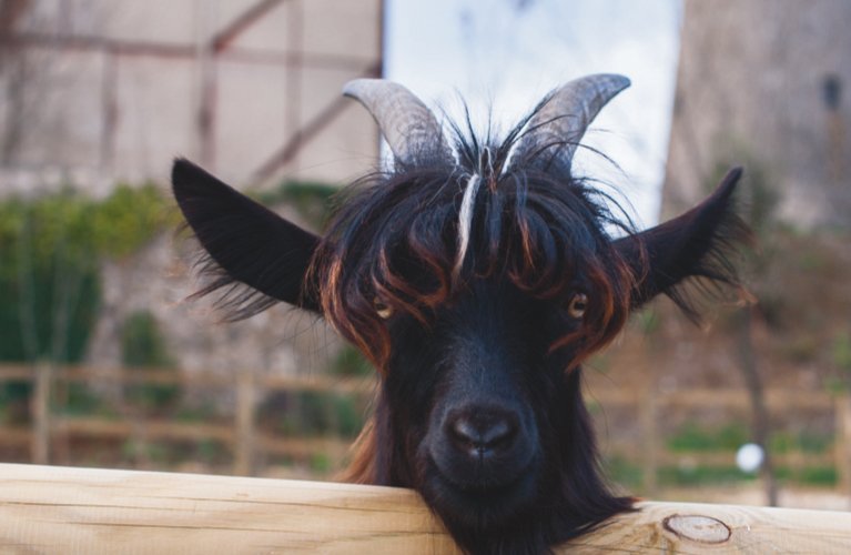 Parc Animalier Des De L'ardèche Vagnas En famille Visiter Office de Tourisme Cèze