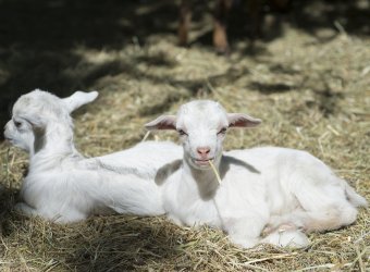 Parc animalier de Lussas