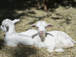 Parc animalier de Lussas