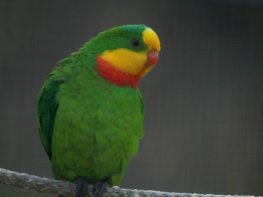 Parc animalier des gorges de l'Ardèche