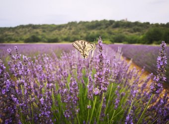 Lavandin du Serre de Valèze