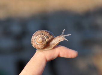 ESCARGOTS DES RESTANQUES