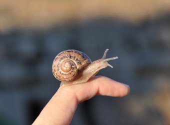 GAEC ESCARGOTS DES RESTANQUES