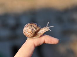 ESCARGOTS DES RESTANQUES