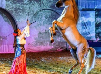 Cabarets Equestres de Camargue