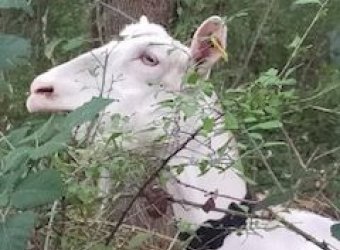 GAEC MAS DE FONTCOUVERTE - Fromagerie - Produits fermiers