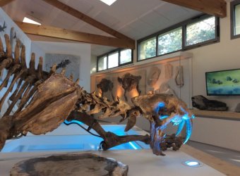 Muséum de l'Ardèche: Fossiles et Dinosaures