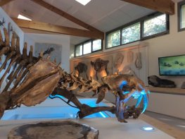 Muséum de l'Ardèche: Fossiles et Dinosaures