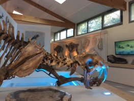 Muséum de l'Ardèche : Fossiles et Dinosaures