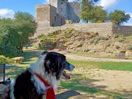 Quoi faire en Cèze Cévennes avec son chien ?