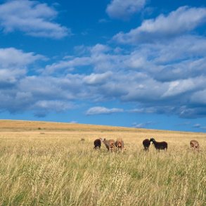 Le Causse © Olivier Prohin/PNC