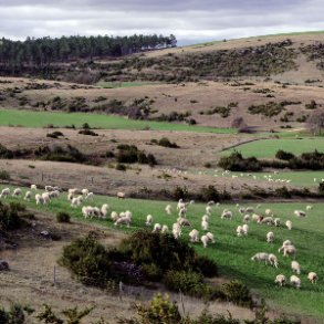Pastoralisme sur le Causse © Olivier Prohin/PNC