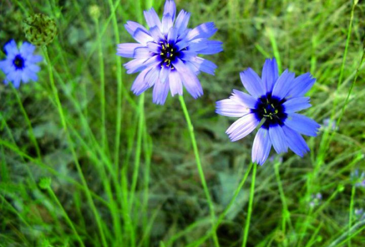 Catananche bleue