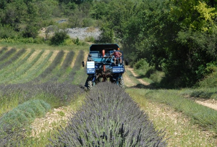 Récolte de lavande