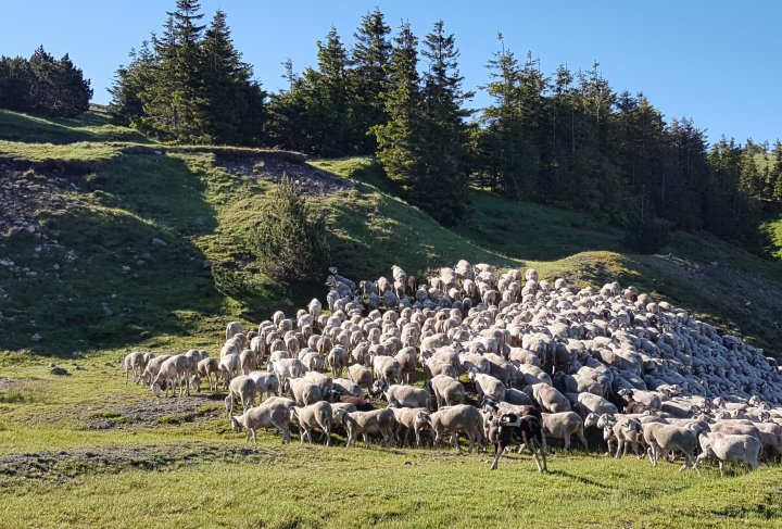 Troupeau de brebis Mont-Aigoual © Entente Interdépartementale des Causses et des Cévennes