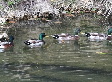 Canards © Odile Pagès