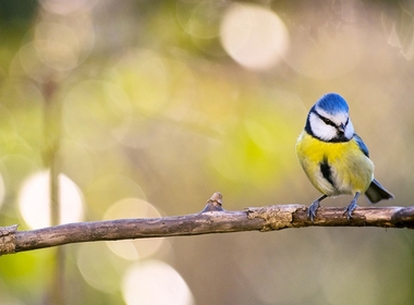 Mésange © Jacques Bertolini