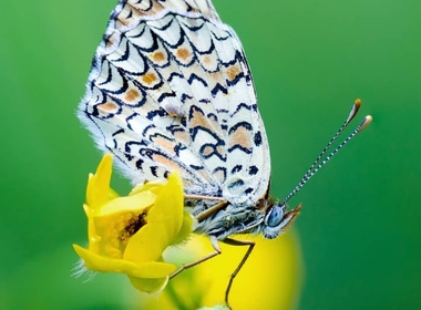 Un papillon © Bertolini 