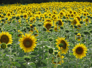 Tournesol - Odile Pagès